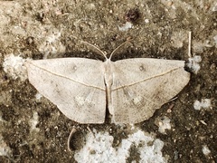 Decetia subobscurata