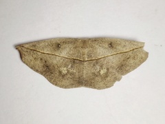 Decetia subobscurata