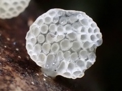 Favolaschia fujisanensis