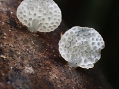 Favolaschia fujisanensis