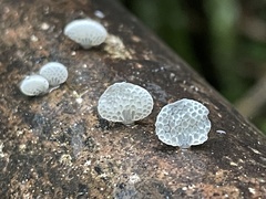 Favolaschia fujisanensis