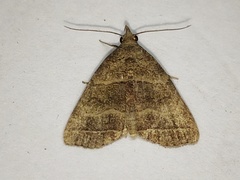 Herminia annulata