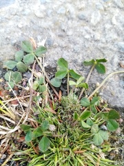 Trifolium suffocatum