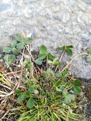 Trifolium suffocatum