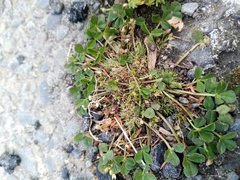 Trifolium suffocatum
