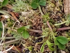 Trifolium suffocatum