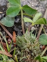 Trifolium suffocatum