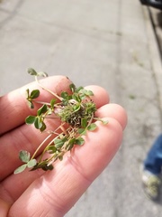 Trifolium suffocatum