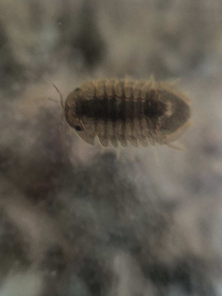 Thermosphaeroma