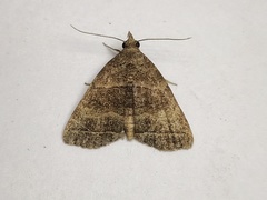 Herminia annulata