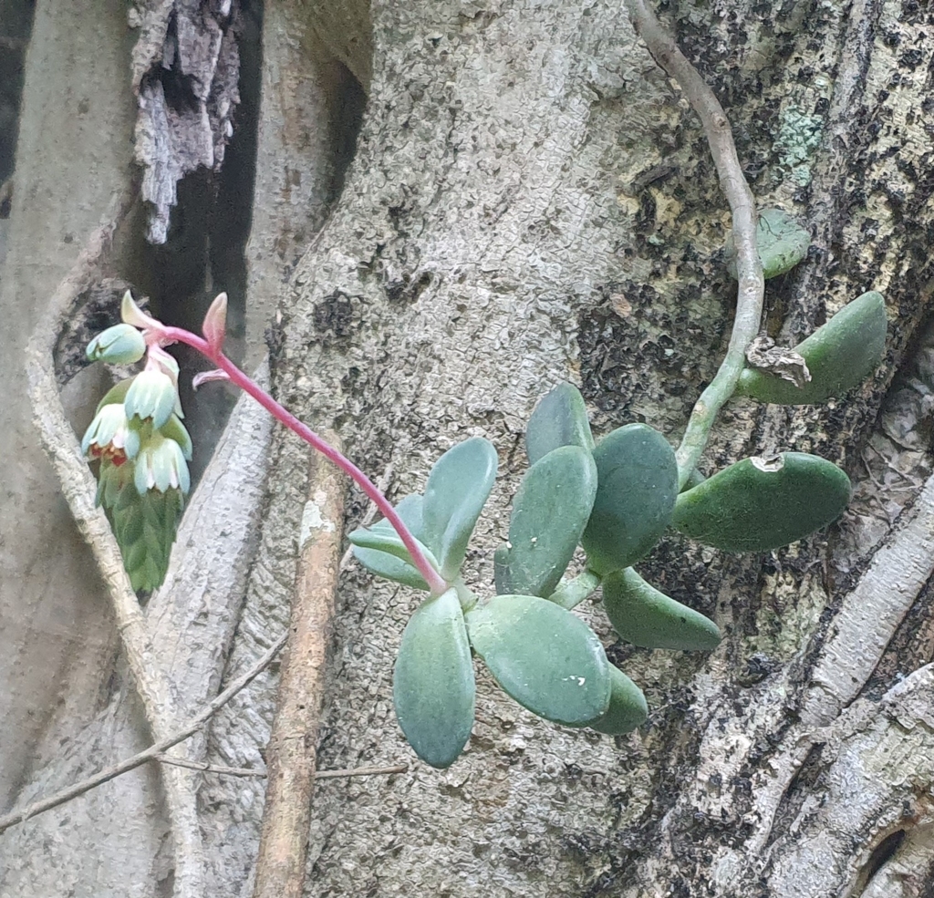 Pachyphytum rogeliocardenasii
