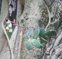 Pachyphytum rogeliocardenasii