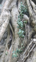 Pachyphytum rogeliocardenasii