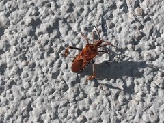 Leptoglossus occidentalis