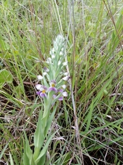 Brachycorythis pubescens