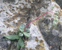 Pachyphytum rogeliocardenasii