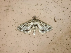 Parapoynx affinialis