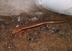 Plestiodon japonicus