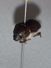 Anomala sulcatula