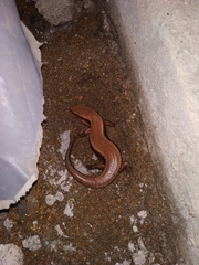 Plestiodon japonicus