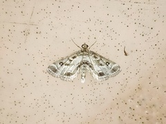 Parapoynx affinialis