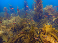 Trachinops caudimaculatus