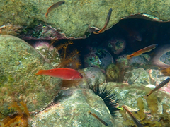 Pseudolabrus rubicundus