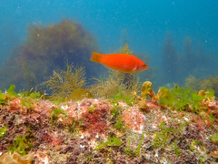 Pseudolabrus rubicundus
