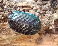 Megadromus antarcticus