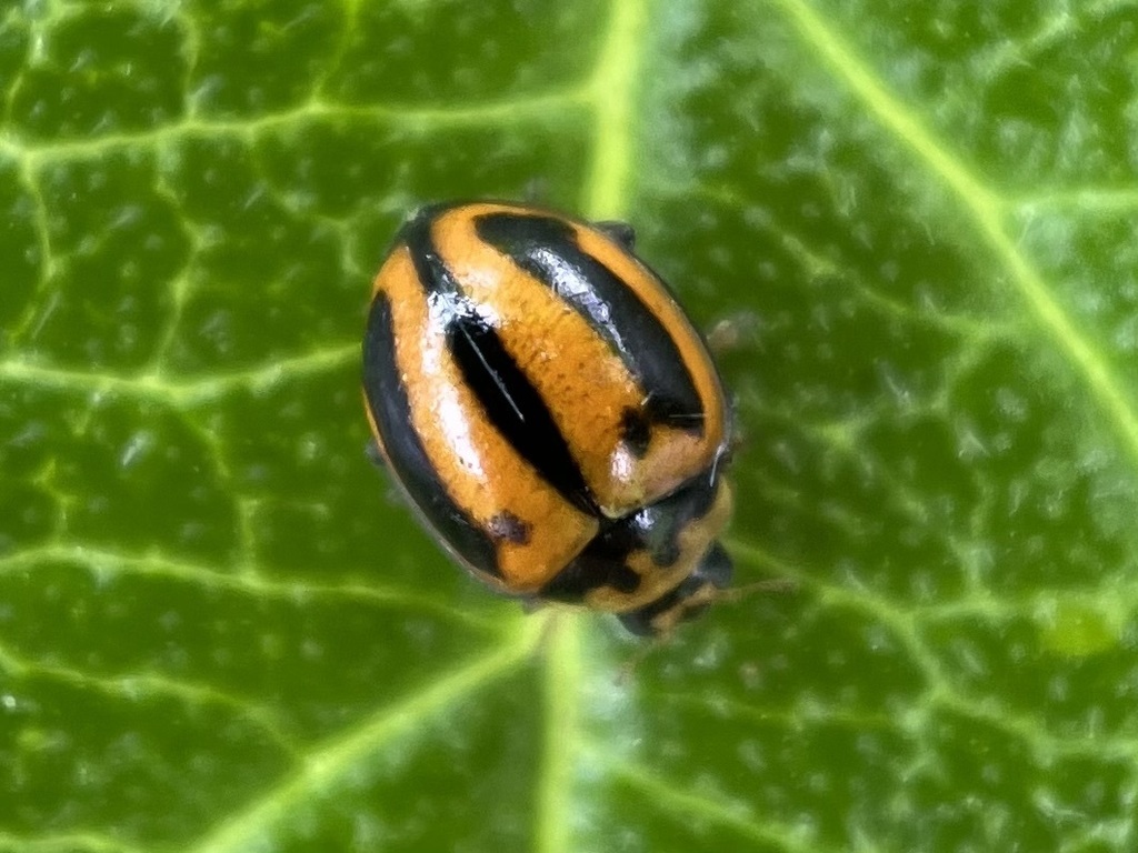 Striped Ladybird (Micraspis frenata) Tomahawk, Tasmania