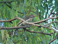 Acanthagenys rufogularis