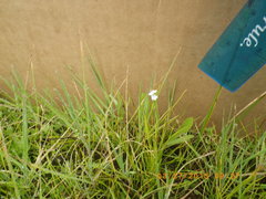 Plagiobothrys bracteatus