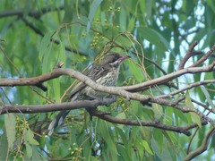 Acanthagenys rufogularis