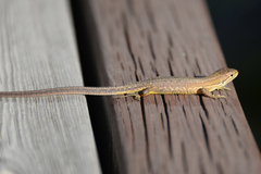 Takydromus tachydromoides