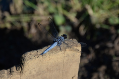 Orthetrum melania