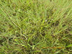 Plagiobothrys bracteatus