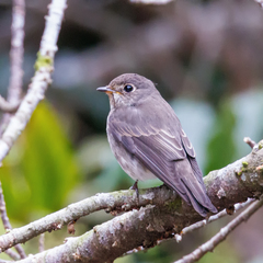Muscicapa sibirica