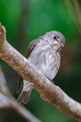 Muscicapa sibirica