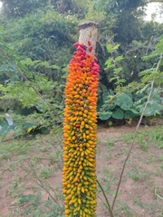 Amorphophallus paeoniifolius