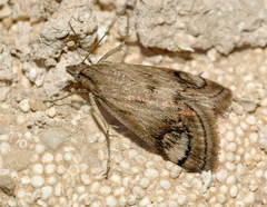 Aeschremon disparalis