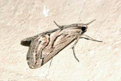 Evergestis desertalis