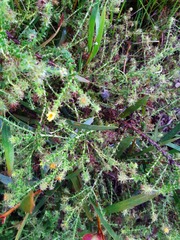 Cullumia setosa