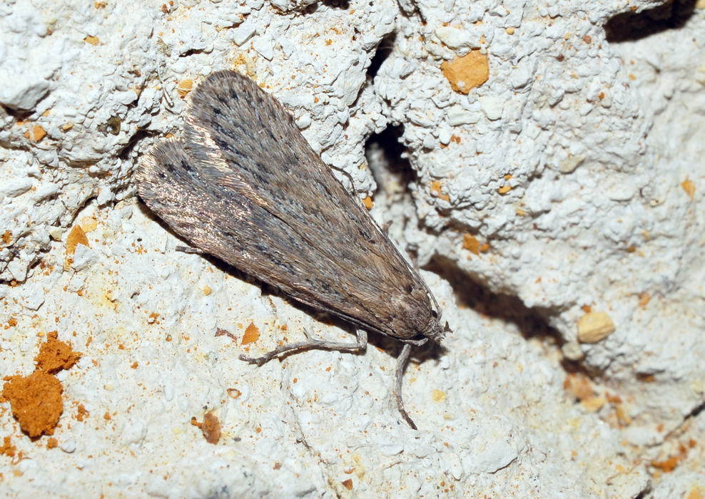 Depressaria longipennella