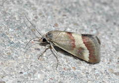 Tegostoma baphialis