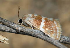 Tegostoma kabylalis