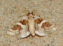 Tegostoma kabylalis