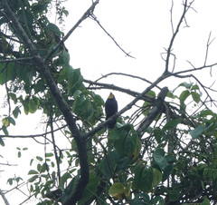 Ampeliceps coronatus