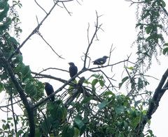 Ampeliceps coronatus