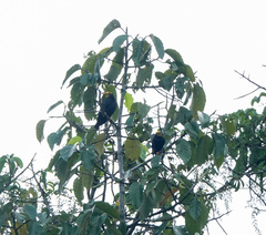 Ampeliceps coronatus