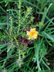 Cullumia setosa